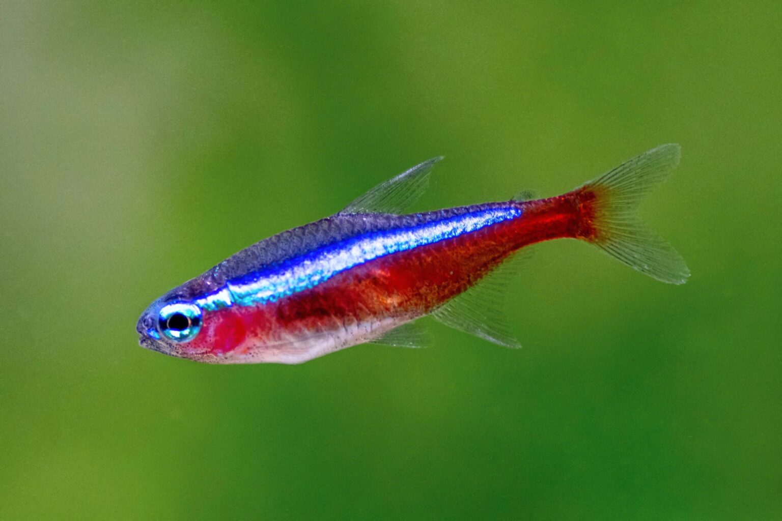 Profil de l’espèce de poisson : Tetra cardinal