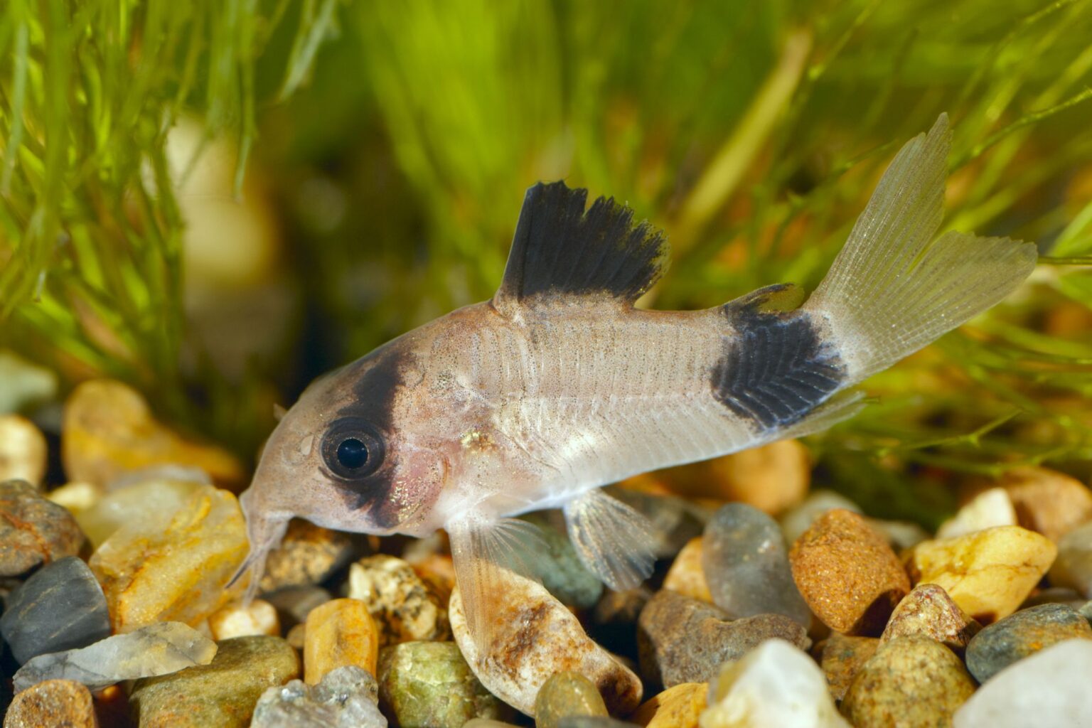 Profil de l’espèce Corydoras panda (Poisson-chat panda)