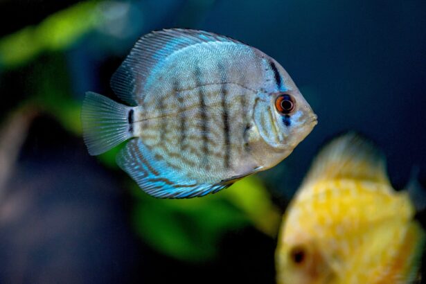 Cichlidés, une grande famille de la vie aquatique diversifiée à travers le monde