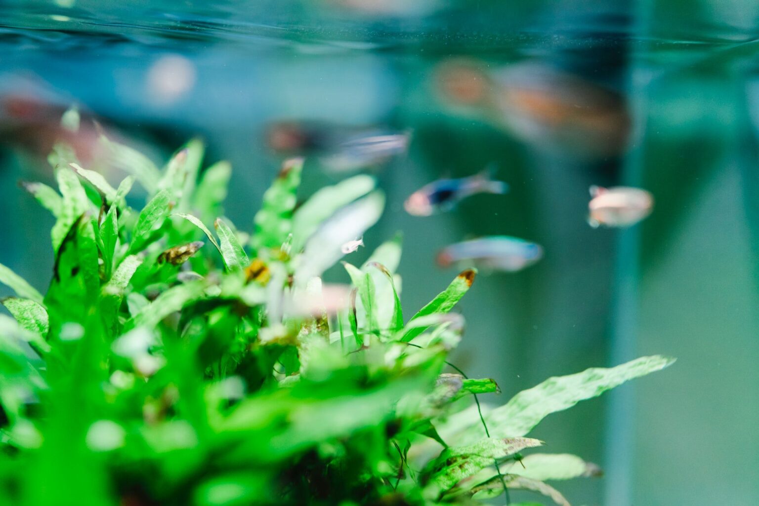 Comment éliminer les algues des plantes d’aquarium