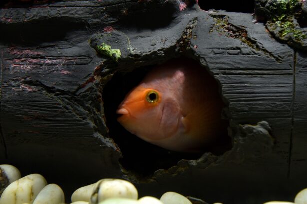 Retrouvez votre poisson d’aquarium manquant