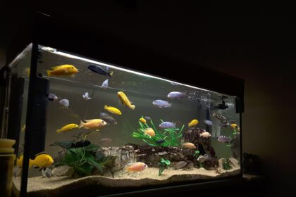 Avantages et inconvénients des supports à double aquariums