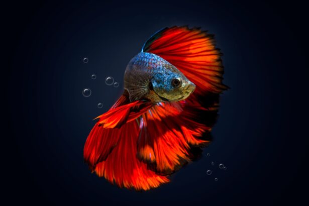 Comment savoir si mon poisson Betta est un mâle ou une femelle ?