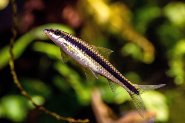 Noms de poissons courants commençant par la lettre ‘S’