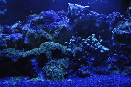 Éclairage LED pour votre aquarium d’eau douce : avantages et inconvénients