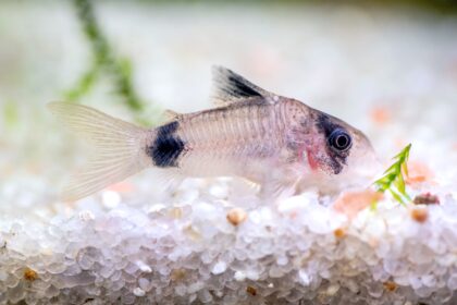 12 Espèces de Corydoras pour Votre Aquarium