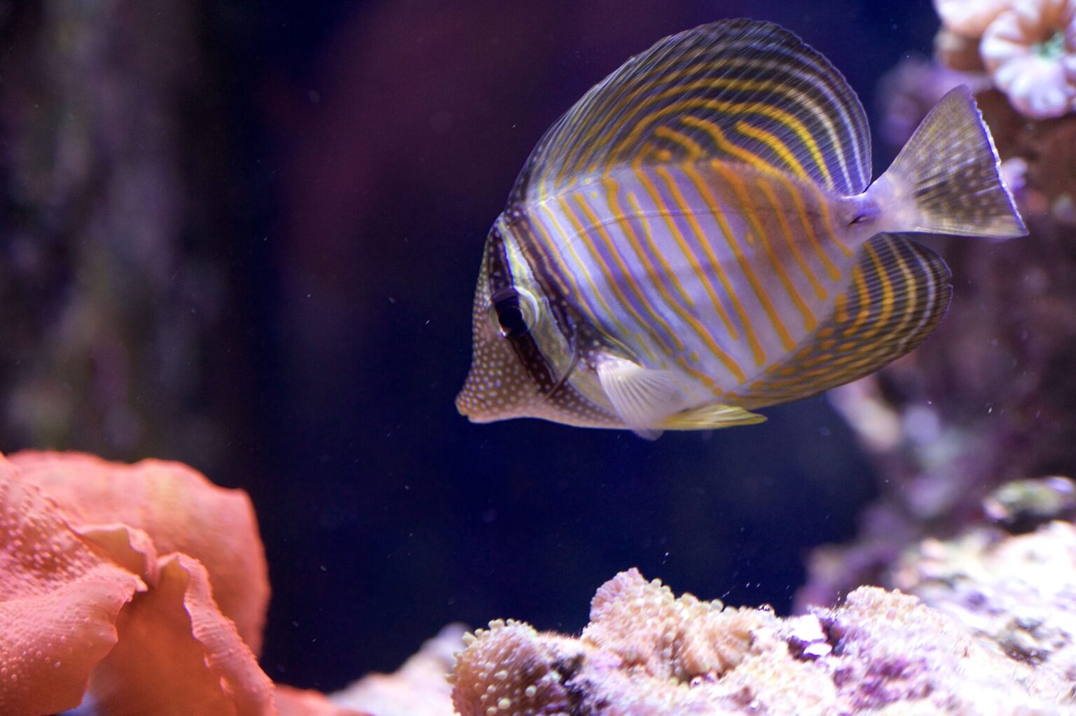 Stérilisation UV dans les aquariums marins