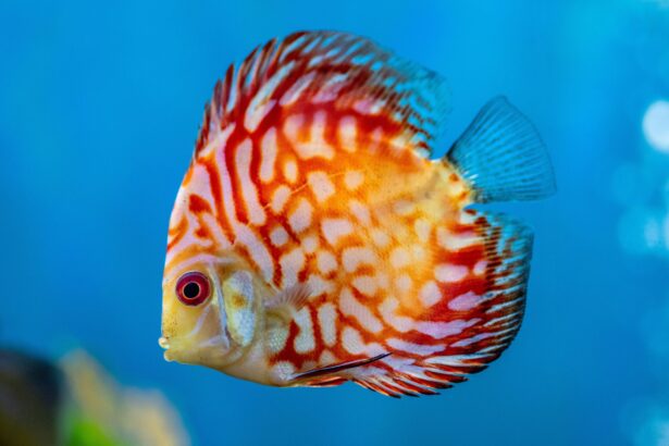 Symphysodon Discus – Poisson Pompadour