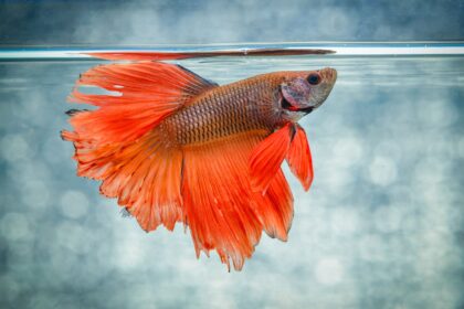 Quelle est la meilleure température de l’eau pour les poissons Betta ?