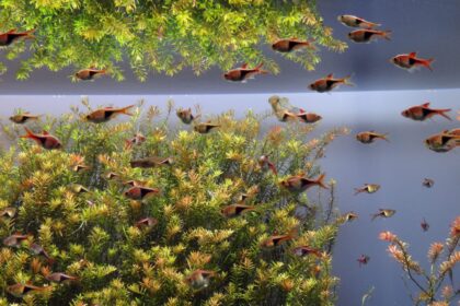 Comment améliorer un aquarium : Transférer des poissons vers un nouveau réservoir