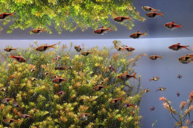 Comment améliorer un aquarium : Transférer des poissons vers un nouveau réservoir