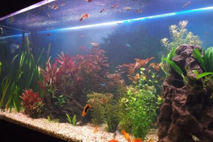 Comment résoudre un problème de prolifération bactérienne dans votre aquarium