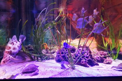 Combien de fournitures pour aquarium ai-je besoin ?