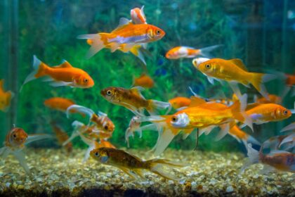 Comment et pourquoi introduire une nouvelle culture dans un aquarium ?