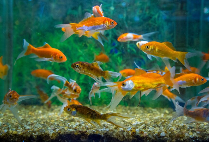 Comment et pourquoi introduire une nouvelle culture dans un aquarium ?