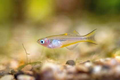 Profil de l’espèce de poisson arc-en-ciel à queue de fourche