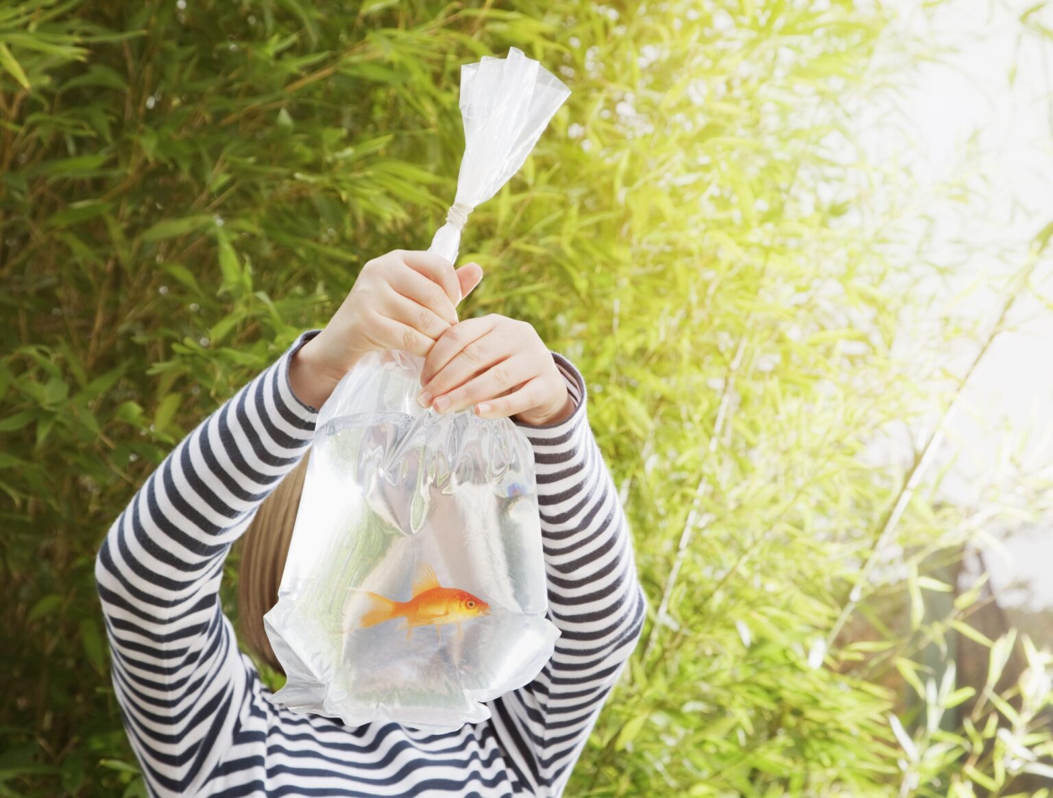 Ajout de nouveaux poissons dans un aquarium