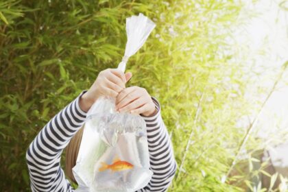 Ajout de nouveaux poissons dans un aquarium