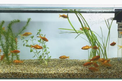 Types de systèmes de filtration pour aquariums