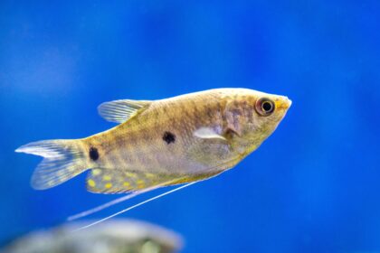 10 Espèces de Gouramis pour Votre Aquarium