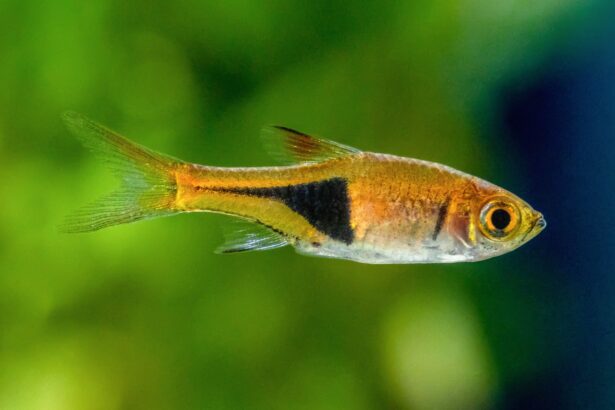 Profil de l’espèce de poisson Harlequin Rasbora (Rasbora rouge)