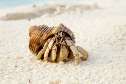 8 Meilleurs Sifteurs de Sable Sans Danger pour les Récifs