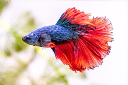 Quelle est la durée de vie des poissons Betta ?