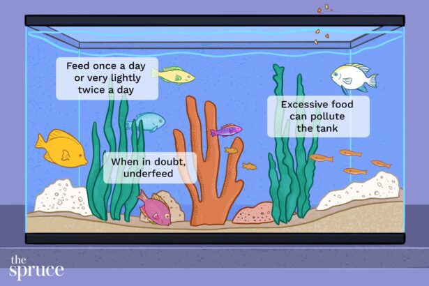 Déterminer la quantité à donner aux poissons d’aquarium