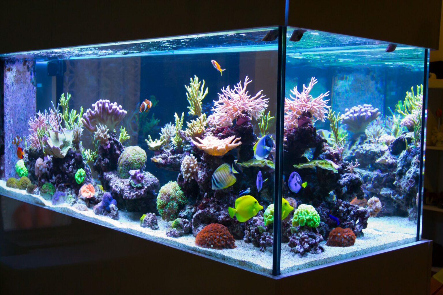 Éclairage d’Aquarium : Plaidoyer pour les Éclairages LED