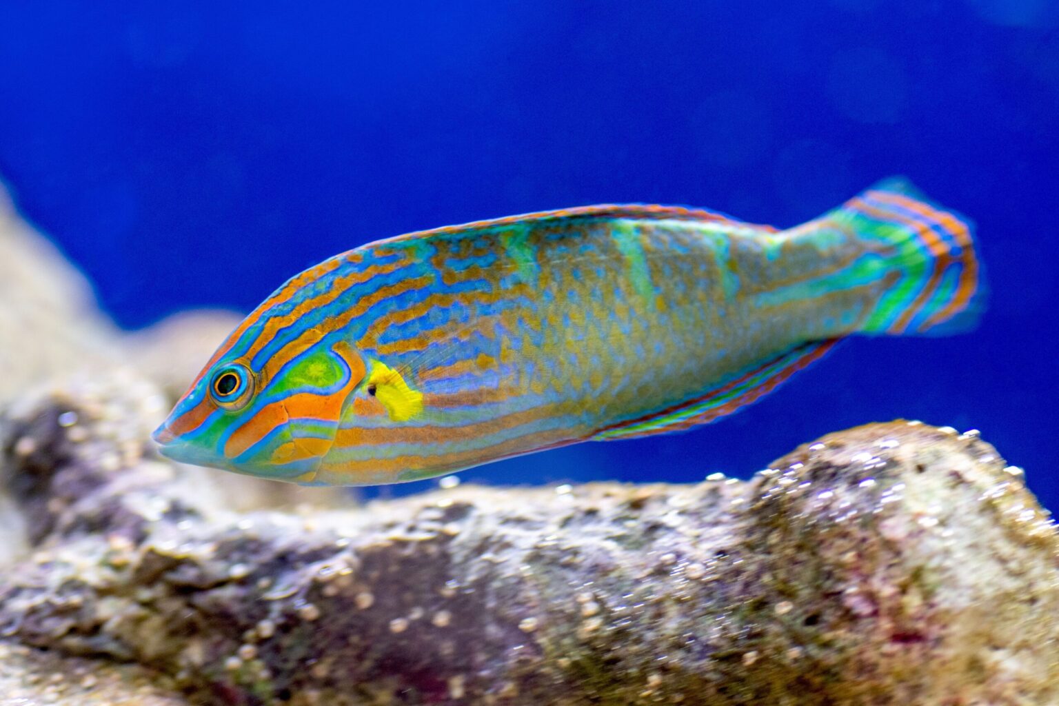 Superbes photos de différentes variétés de poissons wrasse