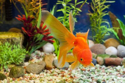 Comment remplacer le substrat d’un aquarium