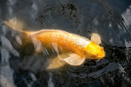 Profil de l’espèce de poisson Koi (Nishikigoi)