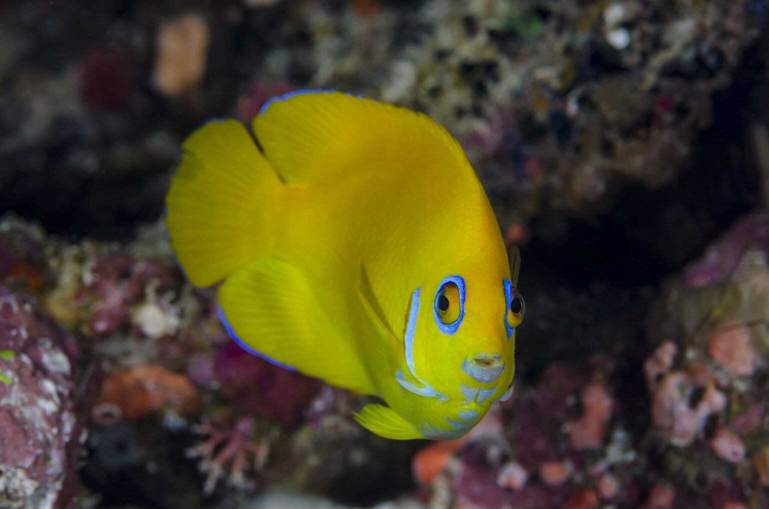 Poisson-ange à peau de citron : Profil de l’espèce