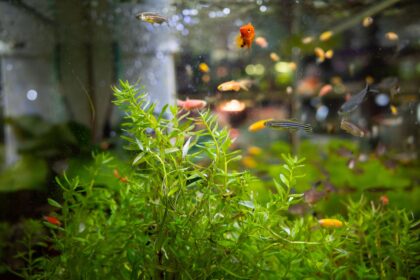 Exigences en éclairage pour les plantes dans les aquariums communautaires