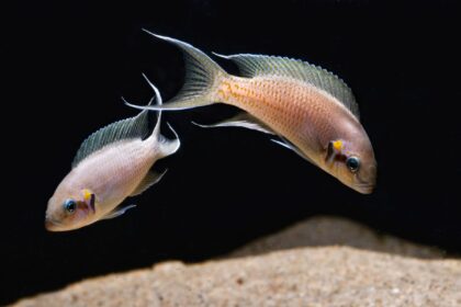 Noms de poissons courants commençant par la lettre F