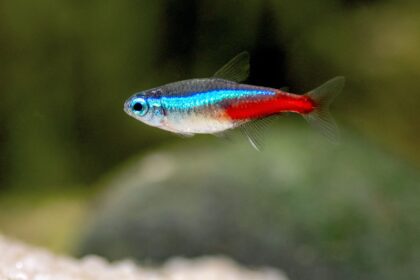 Tetra néon : Profil de l’espèce de poisson