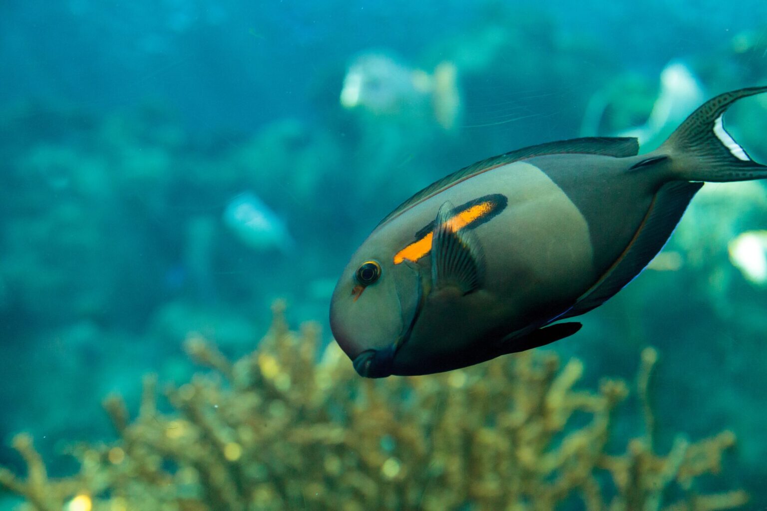 Tang à épaule orange (Poisson chirurgien à bande orange)