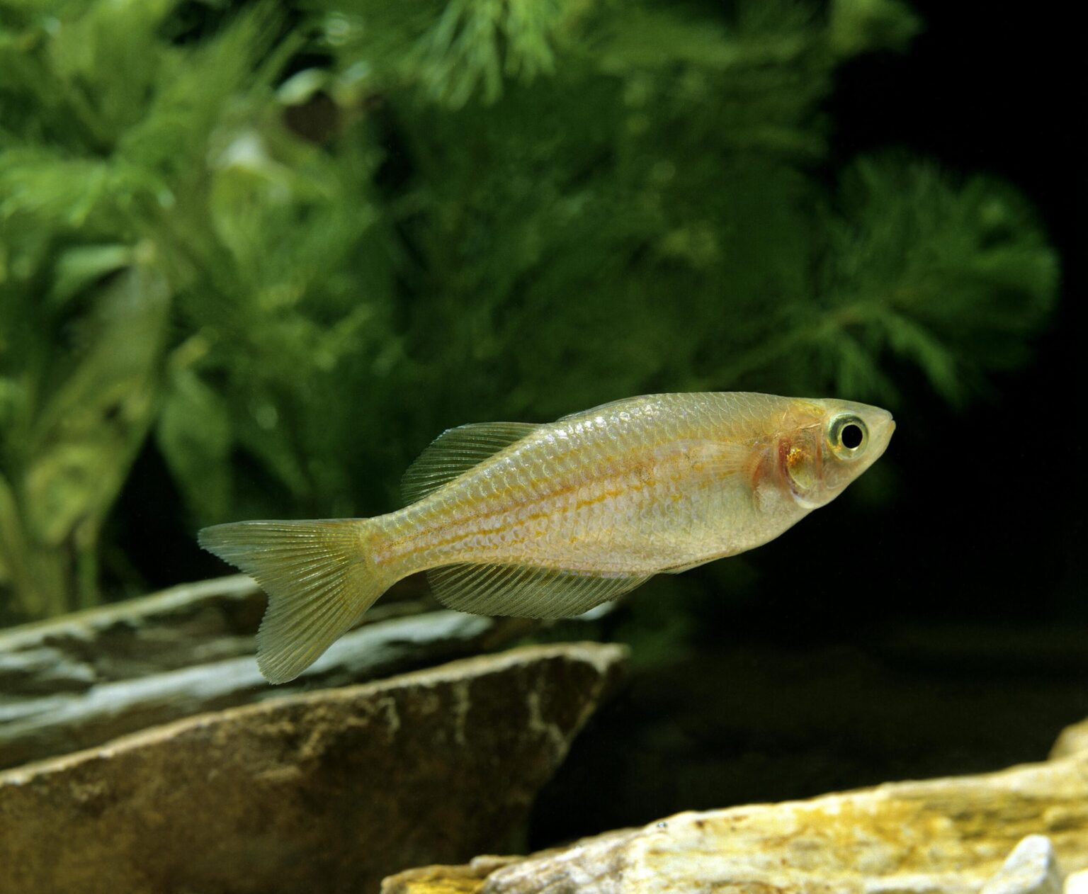 Profil de l’espèce de poisson Danio perlé