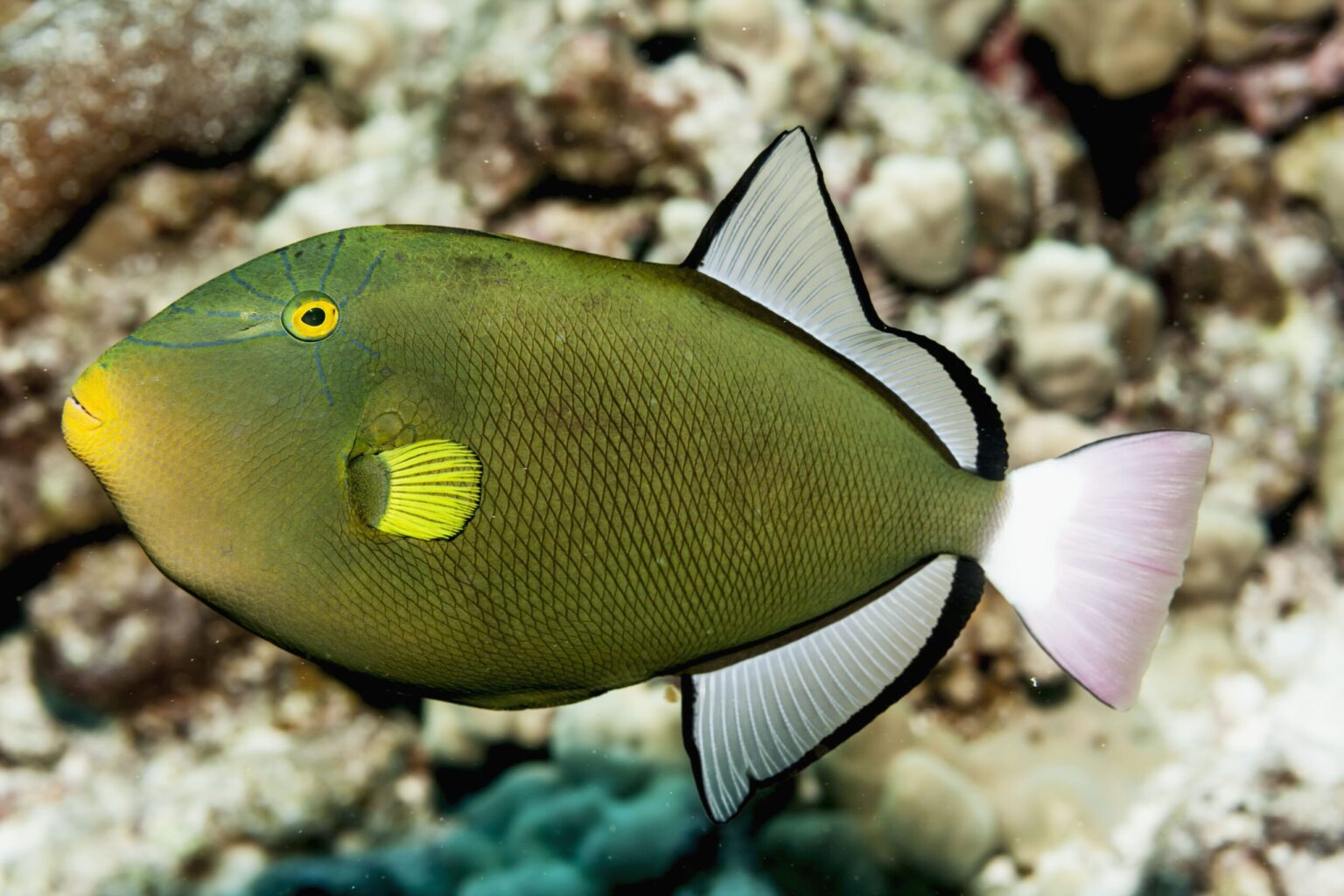 Poisson-porc-épic à queue rose (Melichthys vidua)