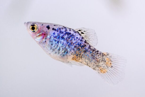 Variétés de poissons platy (Xiphophorus spp.)