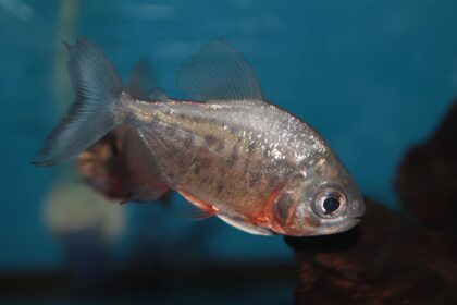 Ulcères chez les poissons d’eau douce