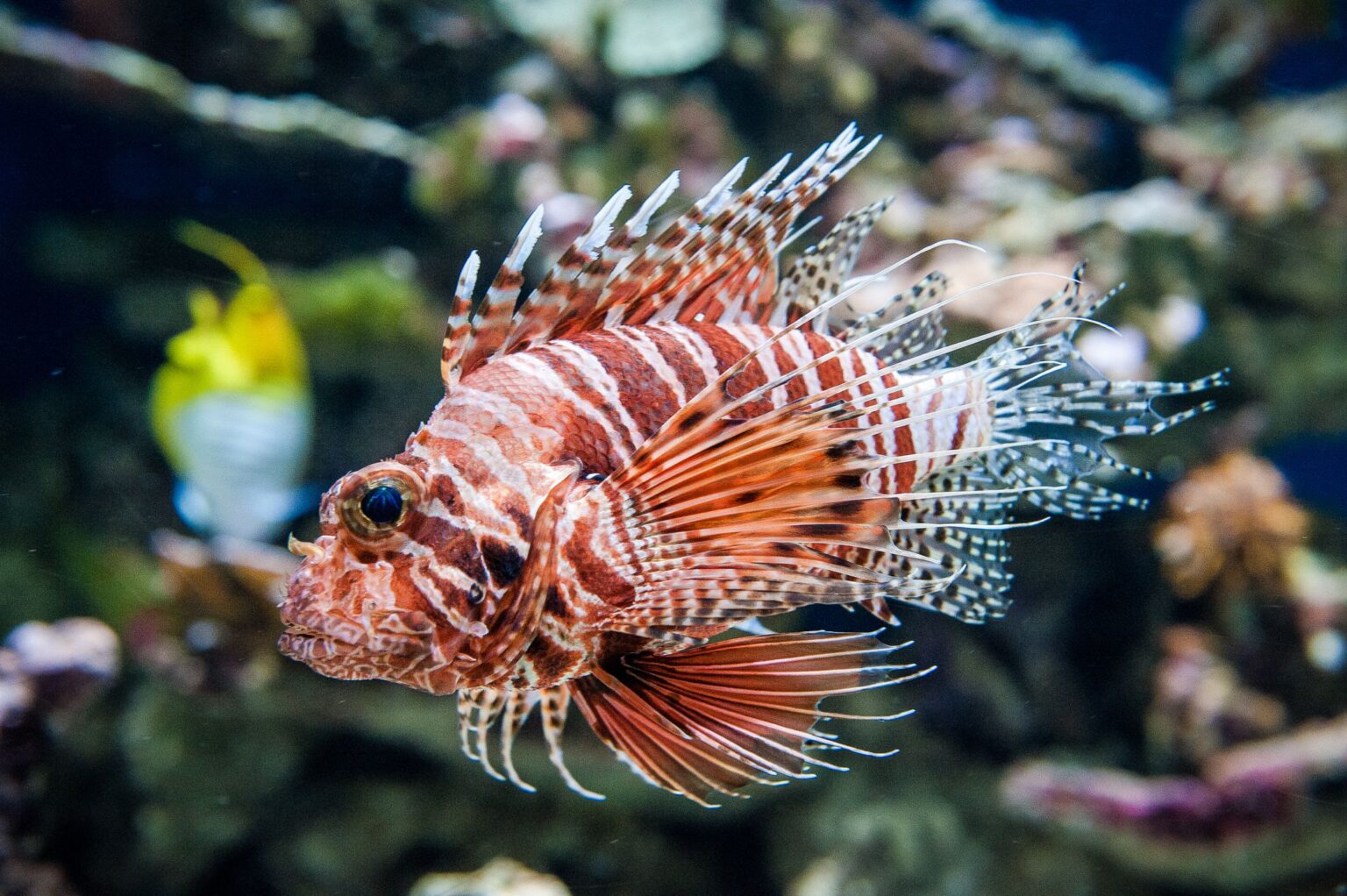 Attention aux poissons venimeux dans les aquariums d’eau salée.