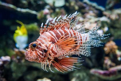 Attention aux poissons venimeux dans les aquariums d’eau salée.