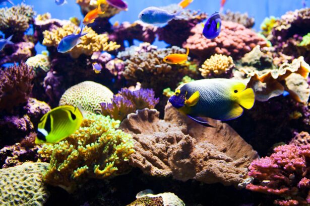 Utilisation de pompes de puissance pour la circulation de l’eau dans les aquariums marins