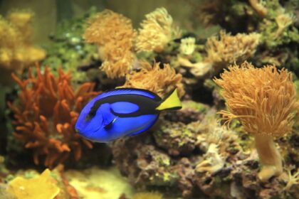 Contrôler les algues dans votre aquarium marin