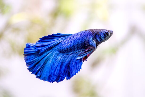 Profil de l’espèce de poisson Betta (poisson combattant siamois)