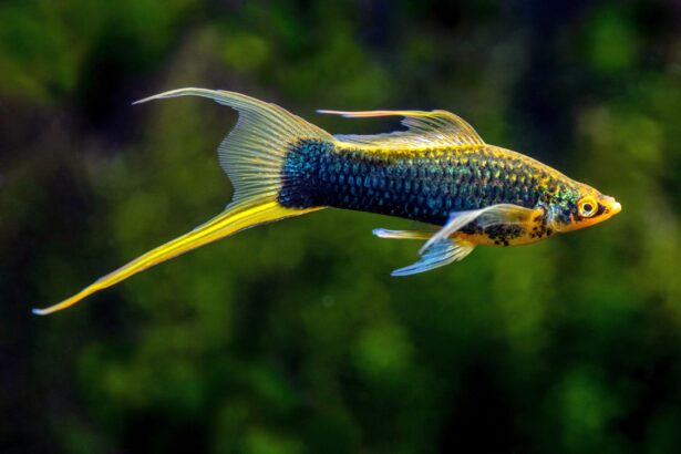 Profil de l’espèce de poisson porte-épée