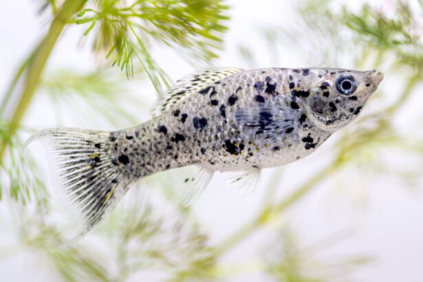 Profil de l’espèce de poisson Molly