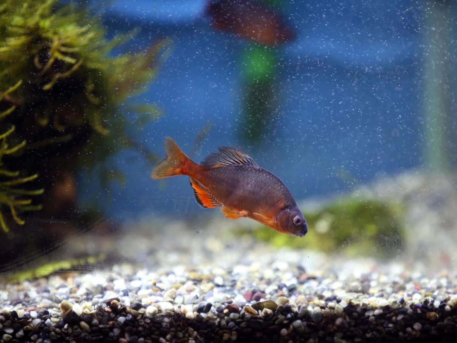 Des changements d’eau massifs peuvent-ils tuer des poissons ?