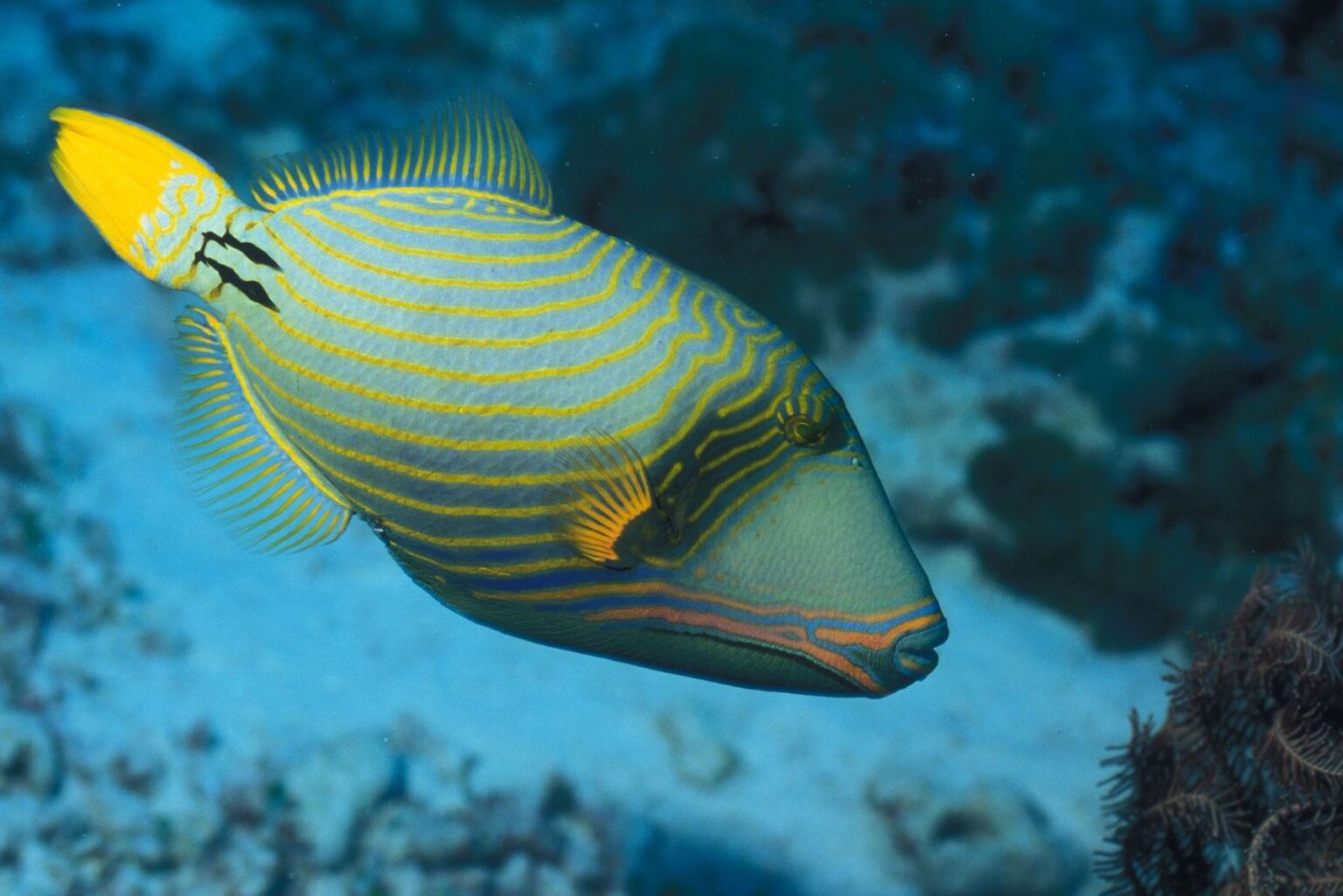 Profil de la famille des poissons-triggers (Balistidae)